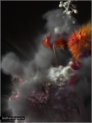Взрывающиеся цветы. Фотофилософия Ори Гершта  (Ori Gersht)