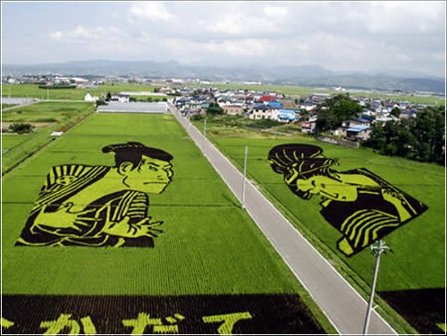 Креативные рисунки на рисовых полях