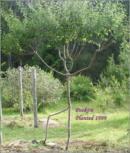 http://www.kulturologia.ru/files/oleczka/pooktre/tree_art5.jpg