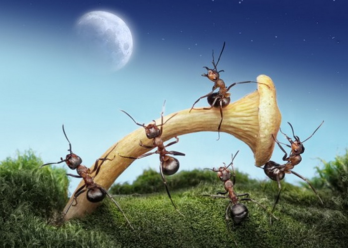 http://www.kulturologia.ru/files/u12645/Andrey-Pavlov-ants-4.jpg