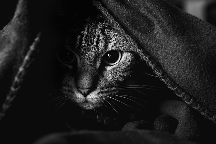Фотографии кошек от Фелисити Берклиф