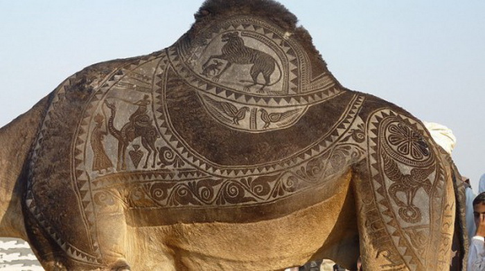 Bikaner Camel Festival: спины верблюдов - настоящее произведение искусства