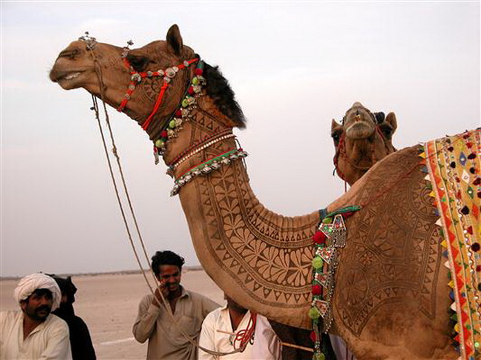 Удивительные верблюды на Bikaner Camel Festival