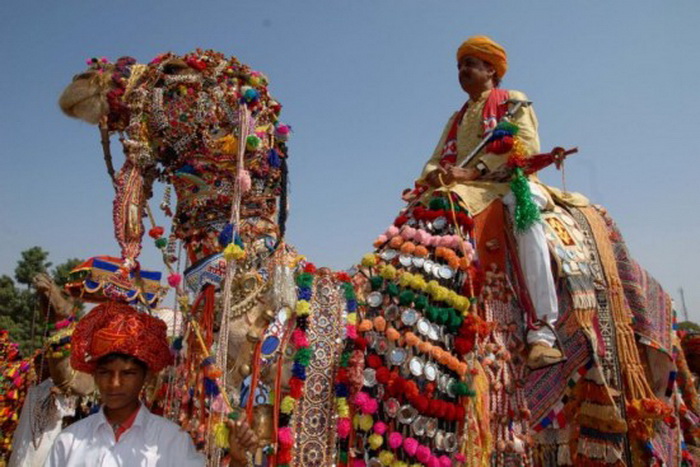 Двугорбые модели: индийский фестиваль верблюдов