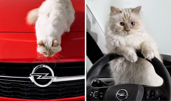Кошка Карла Лагерфельда в рекламе автомобильной корпорации Opel