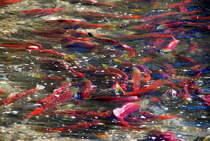 Во время нереста лосося река Адамс наводнена алыми рыбами