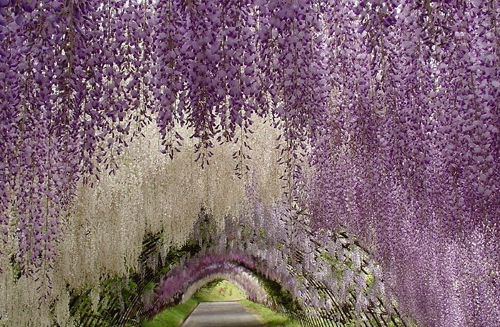 http://www.kulturologia.ru/files/u12645/ashikaga-flower-park-2.jpg