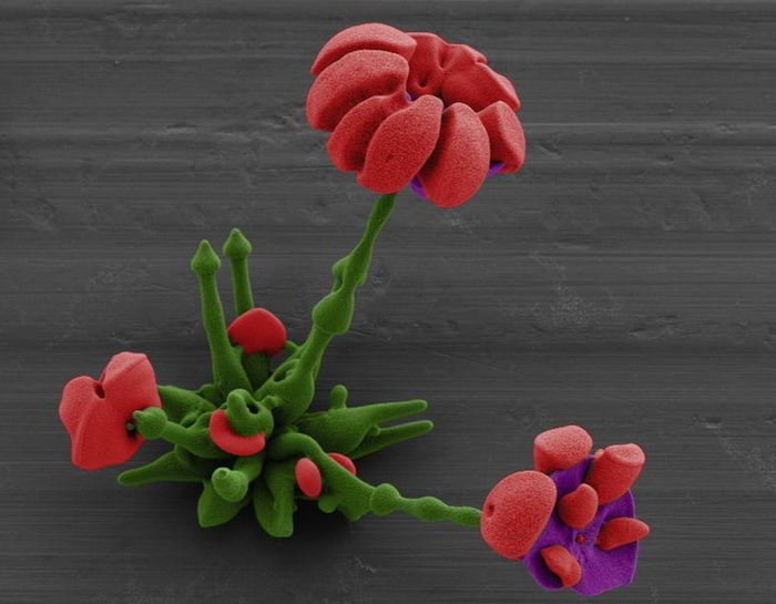 Цветы, созданные при помощи нанотехнологий