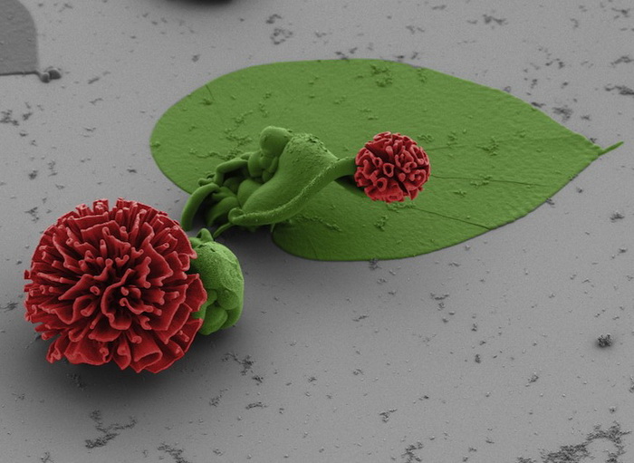 Цветы, созданные при помощи нанотехнологий