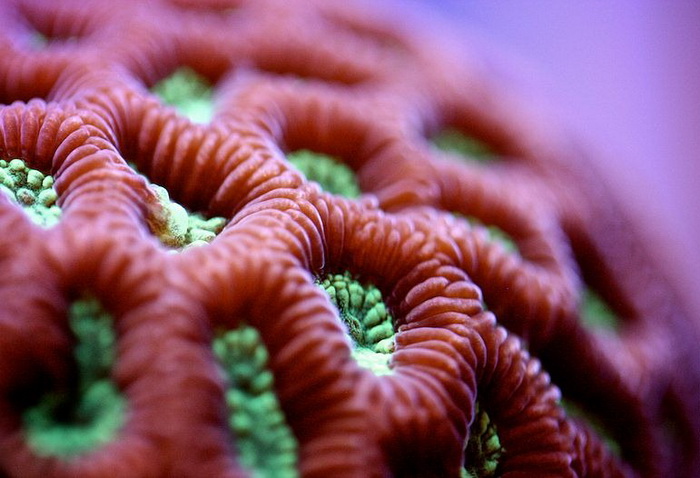 corals-4.jpg