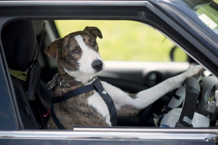 Проект по защите бездомных животных в Новой Зеландии: собаки за рулем авто