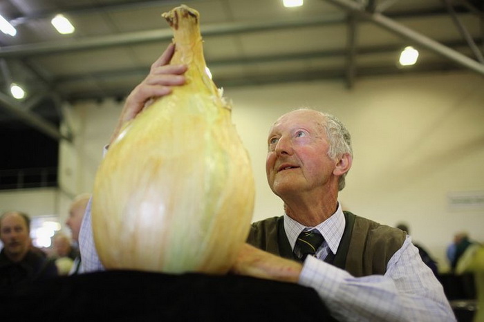 Луковица весом в 8,16 кг на осенней выставке цветов и овощей в Харрогейте
