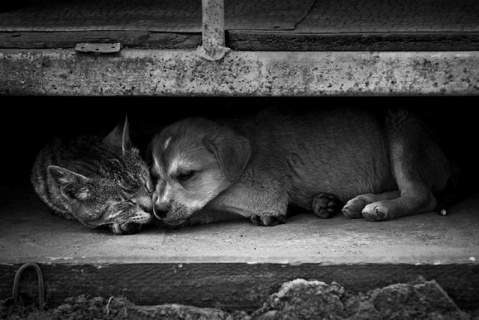 Уличные кошки и собаки. Фото: ecoportal.info