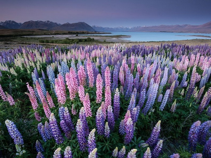 Живописное озеро Текапо и ковер из цветущих люпинов (Новая Зеландия)
