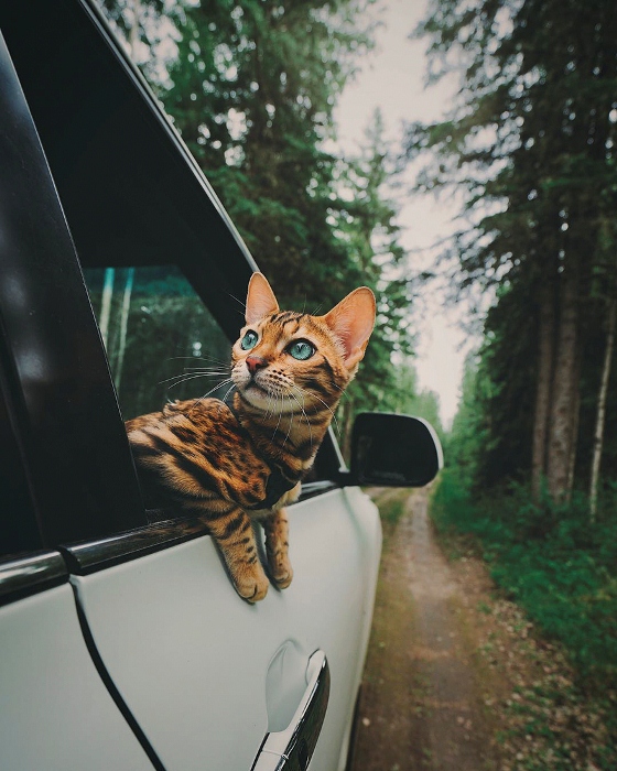 Кошка-путешественница.
