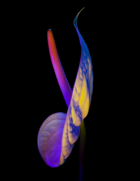 �� ����� Electric Blossom