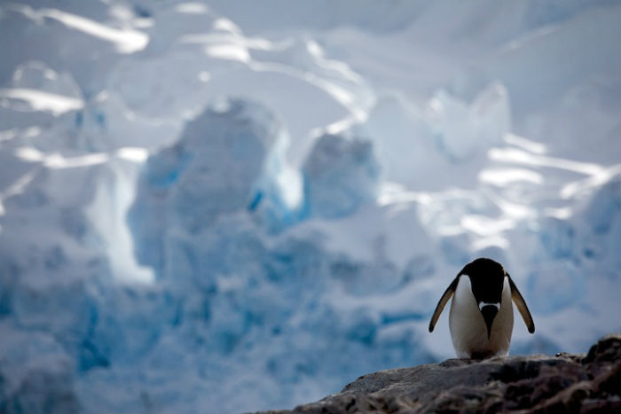 Ледяная красота: потрясающие фотографии полярных регионов 