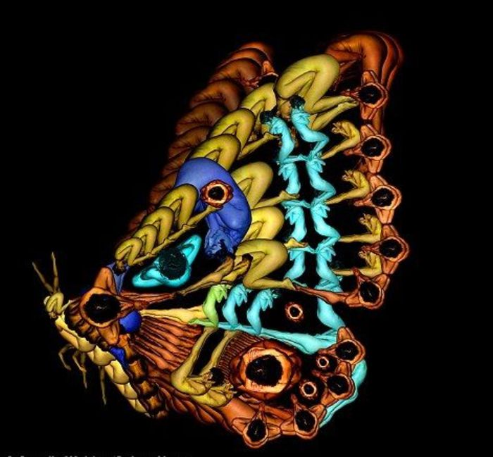 бабочка из сплетенных человеческих тел