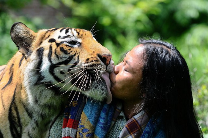 Дружба бенгальского тигра.