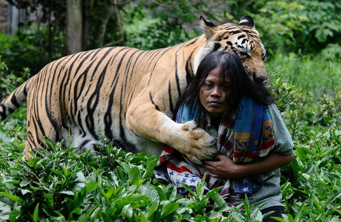 Дружба индонезийского юноши с бенгальским тигром.