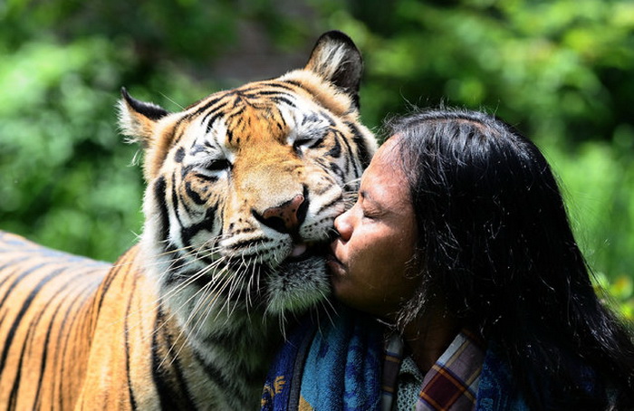 Дружба Abdullah Sholeh с тигром
