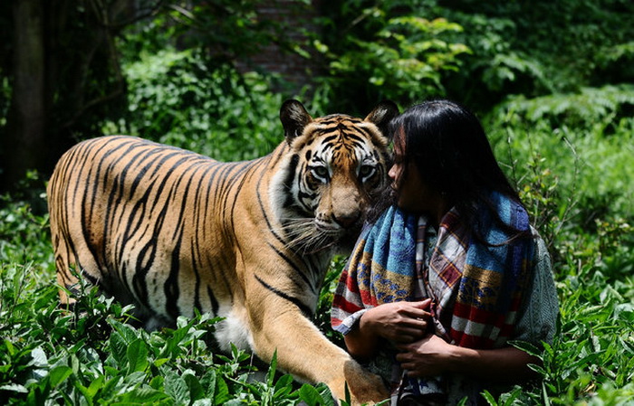 Бенгальский тигр Mulan Jamilah.