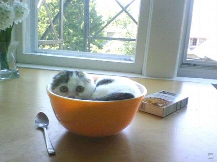 Кошка в тарелке