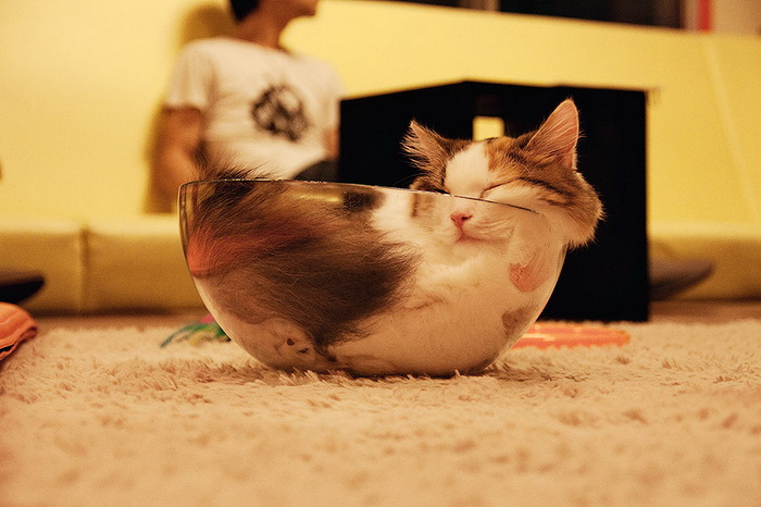 Кошка в миске