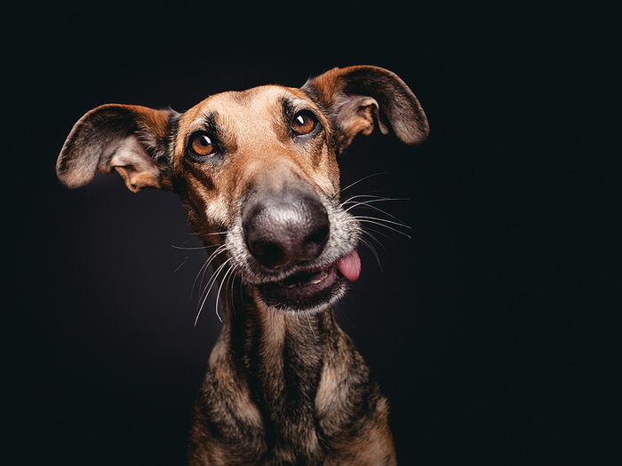 Комичные собаки от фотографа Elke Vogelsang