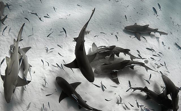 Опасные акул на фотографиях Raul Boesel.