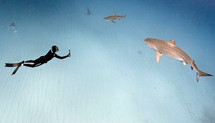 Завораживающие фотографии акул и отчаянных дайверов от Raul Boesel.