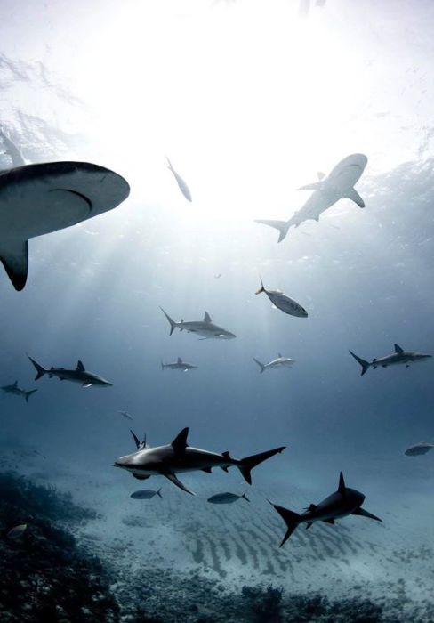 Уникальные снимки акул - одних из самых опасных морских хищников.