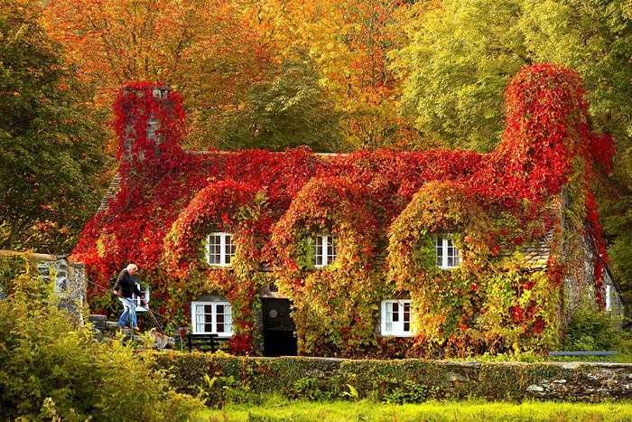 Дом - Tea house (North Wales). Осень