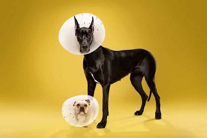Time Out - серия снимков собак с пластиковыми ошейниками.