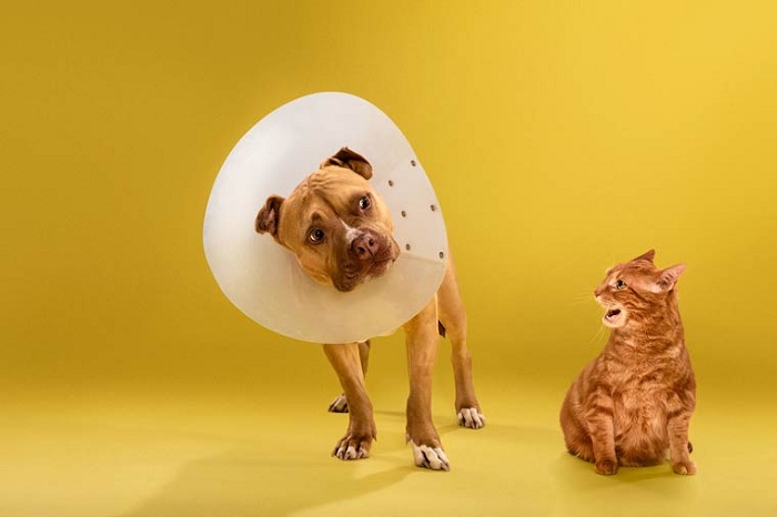 Time Out - серия снимков собак с пластиковыми ошейниками.