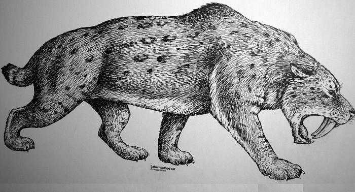 Smilodon fatalis - доисторический саблезубый тигр. | Фото: historicmysteries.com.