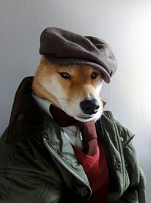 http://www.kulturologia.ru/files/u17975/menswear-dog-dressed-in-clothes-fashion-.jpg