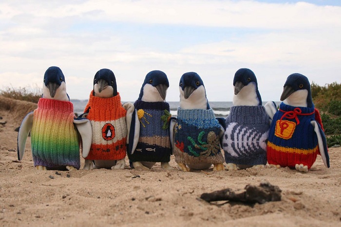 Пингвины в свитерах.