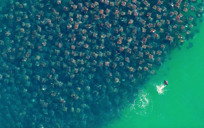 Стая скатов у берегов Мексики. - Фото Florian Schulz.