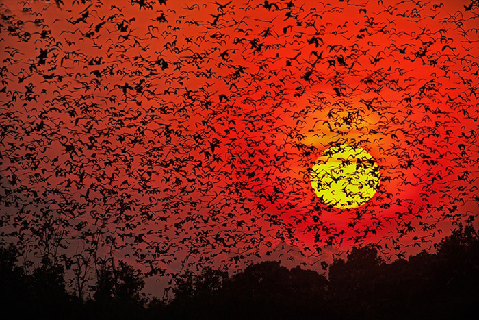 Тысячи летучих мышей на фоне заката. - Фото Greg du Toit.