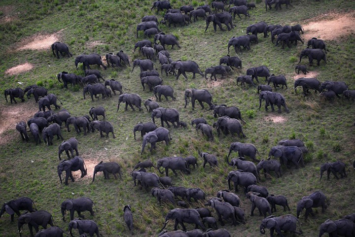 Мигрирующие слоны. - Фото Nuria Ortega.