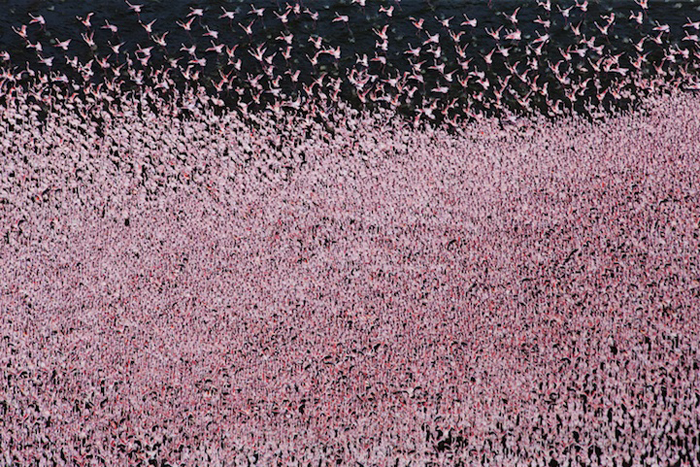 Стая розовых фламинго. - Фото Martin Harvey.