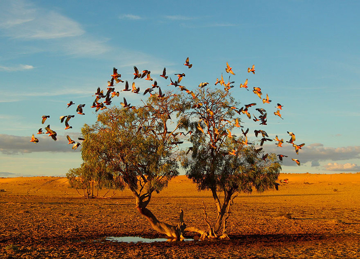 Розовые птицы взлетают с дерева в пустыне (Christian Spencer, Австралия).