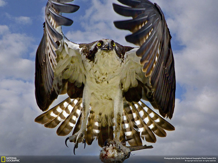 Хищная птица несет добычу в гнездо (Sandy Scott, США).