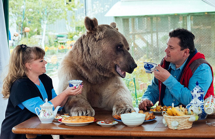 Медведь Степан живет с семьей Пантелеенко больше 20 лет.