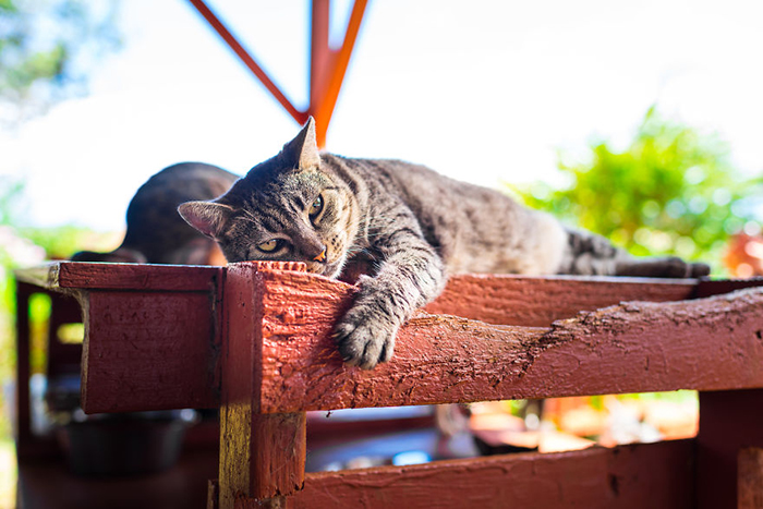 Кошки острова Ланаи. Фото: Andrew Marttila.