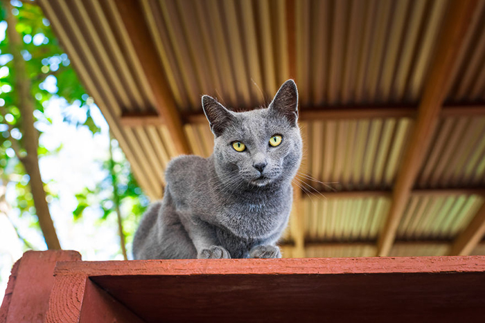Фотограф Эндрю Мартила приехал на Гавайи, чтобы посетить приют для кошек.