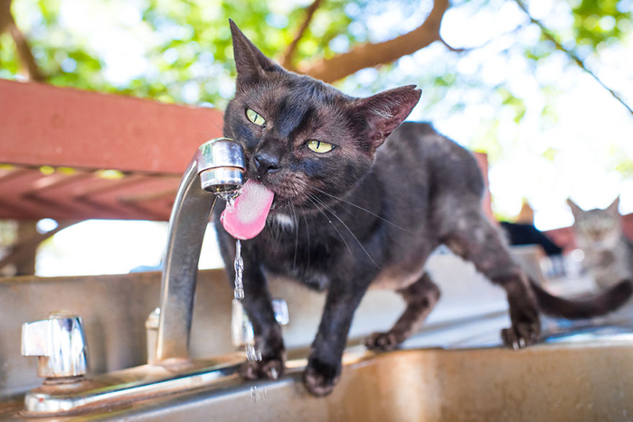 У котов есть доступ к проточной воде и свежая еда круглый год. Фото: Andrew Marttila.