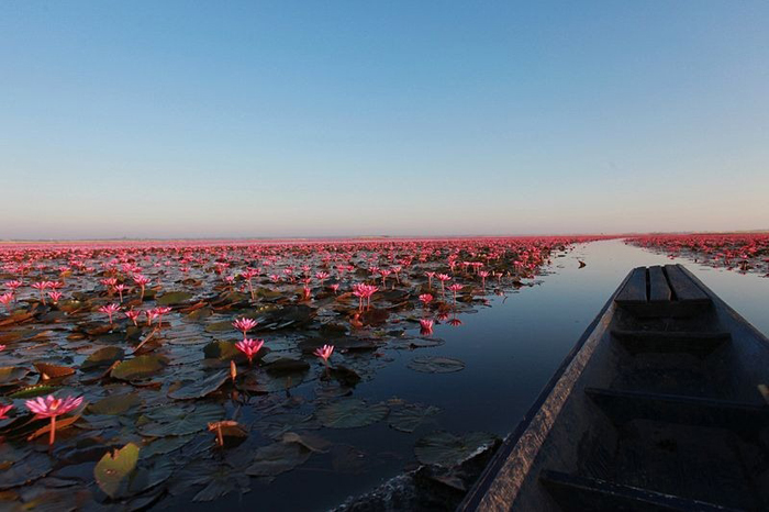 Озеро, покрытое розовыми цветами лотоса.