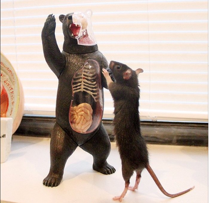 Крыса Рифф знакомится с инвентарем клиники.